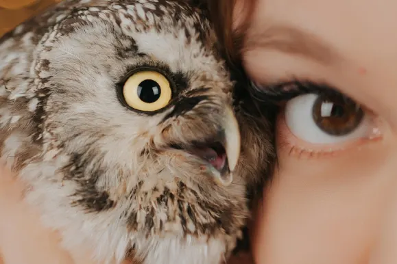 كازينو فيفر بينغو الدعم